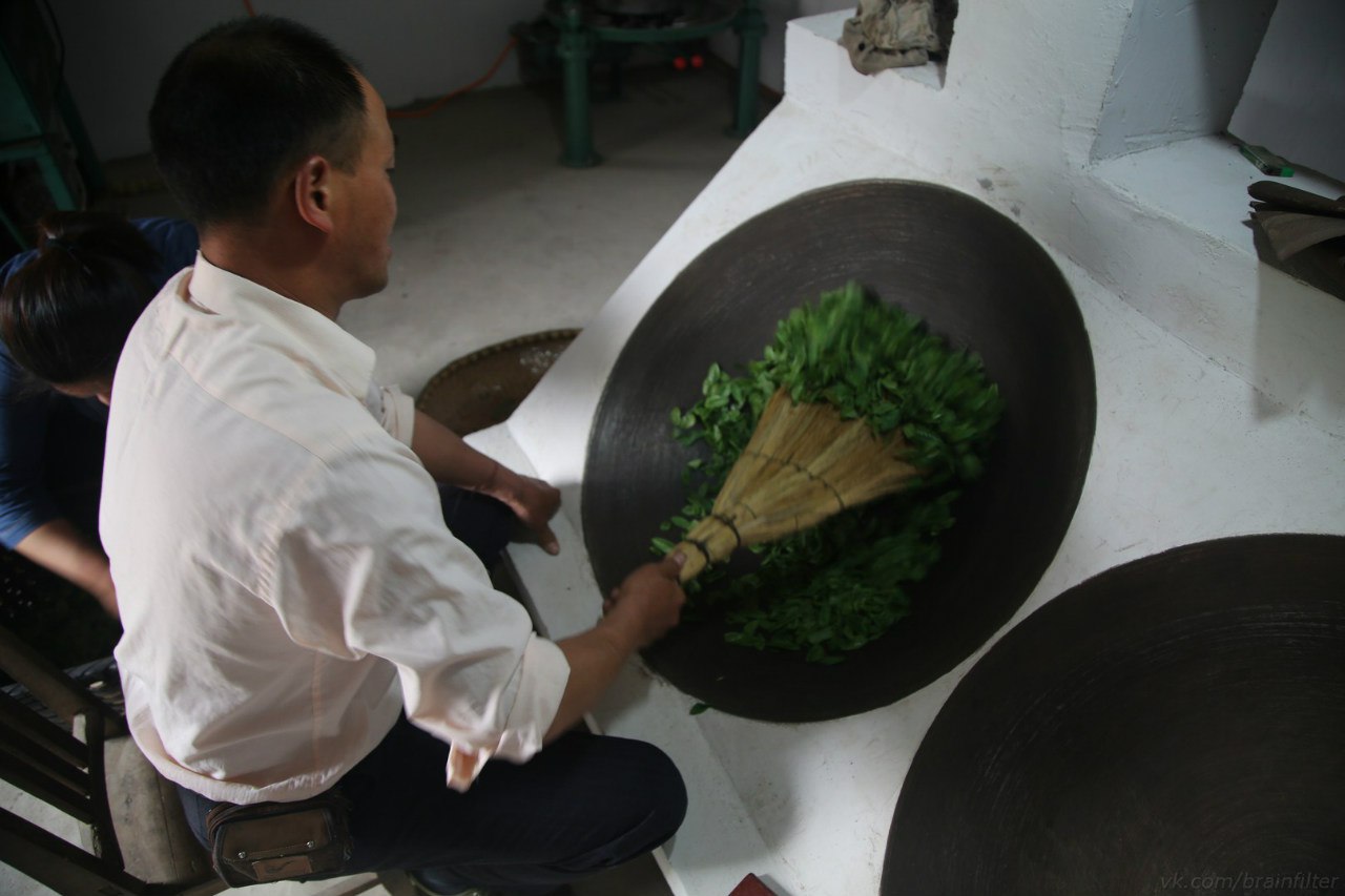 зеленый чай производство