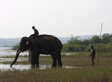 Индийский чай