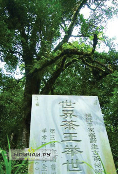 Юньнаньский пуэр. Разновидности чайных деревьев.
