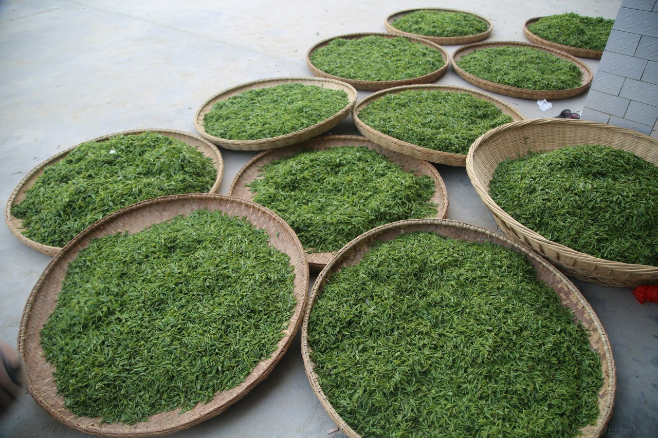 зеленый чай производство
