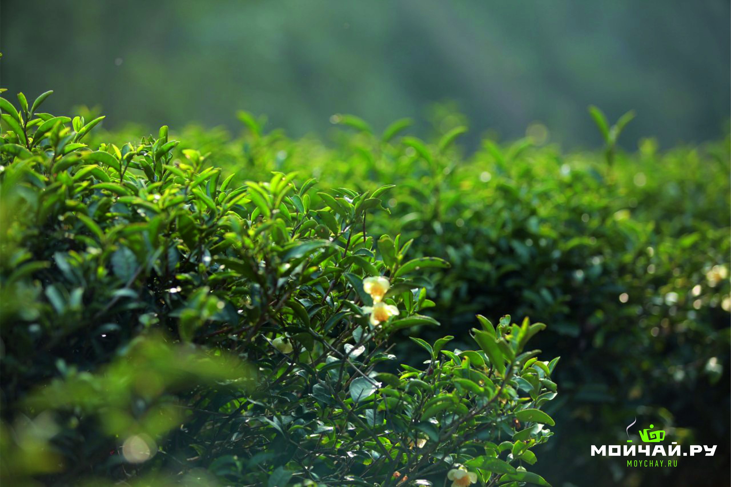 зеленый чай цветы