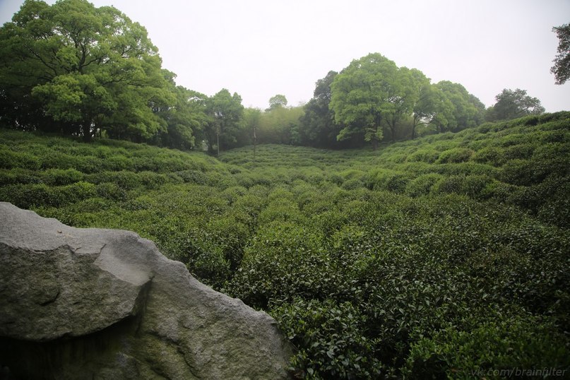 Желтый чай плантации