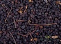 Ягоды черной бузины (Кавказ)