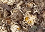 Соцветия горной ромашки (Аджария)