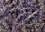 Шалфей сухостепной HQ, (Salvia tesquicola)
