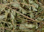 Вишня степная HQ, (Cerasus fruticosa)