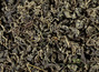 Jiaogulan (jaogulan) ginostemma five-leaved (southern ginseng), 2018