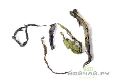 Willow-herb, black, loose leaf, Russia, Tverskaya oblast, Seliger lake