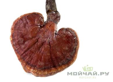 Гриб Линчжи Ganoderma lucidum дикорастущий цельный