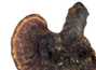 Гриб Линчжи Ganoderma lucidum дикорастущий цельный
