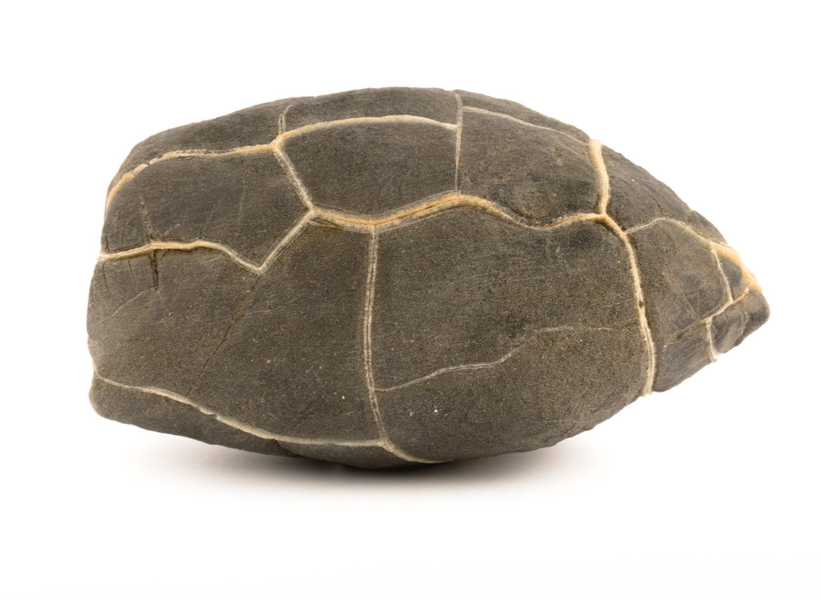 Декоративная окаменелость # 30619, камень, септарии