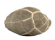 Декоративная окаменелость # 30991 камень септарии