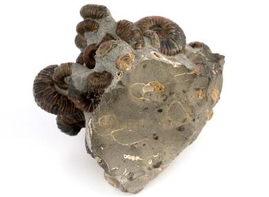 Декоративная окаменелость # 30994 камень аммонит