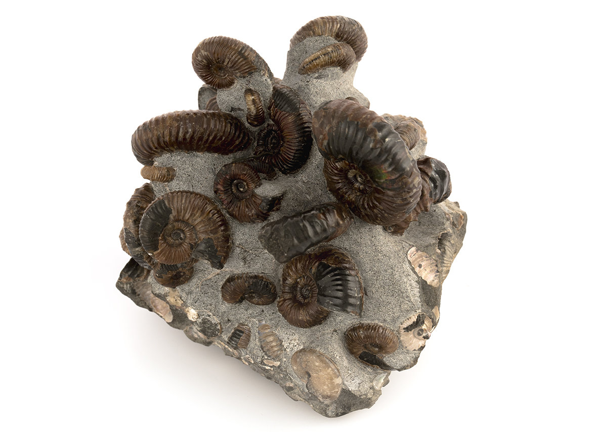 Decorative fossil # 30994, stone, ammonite