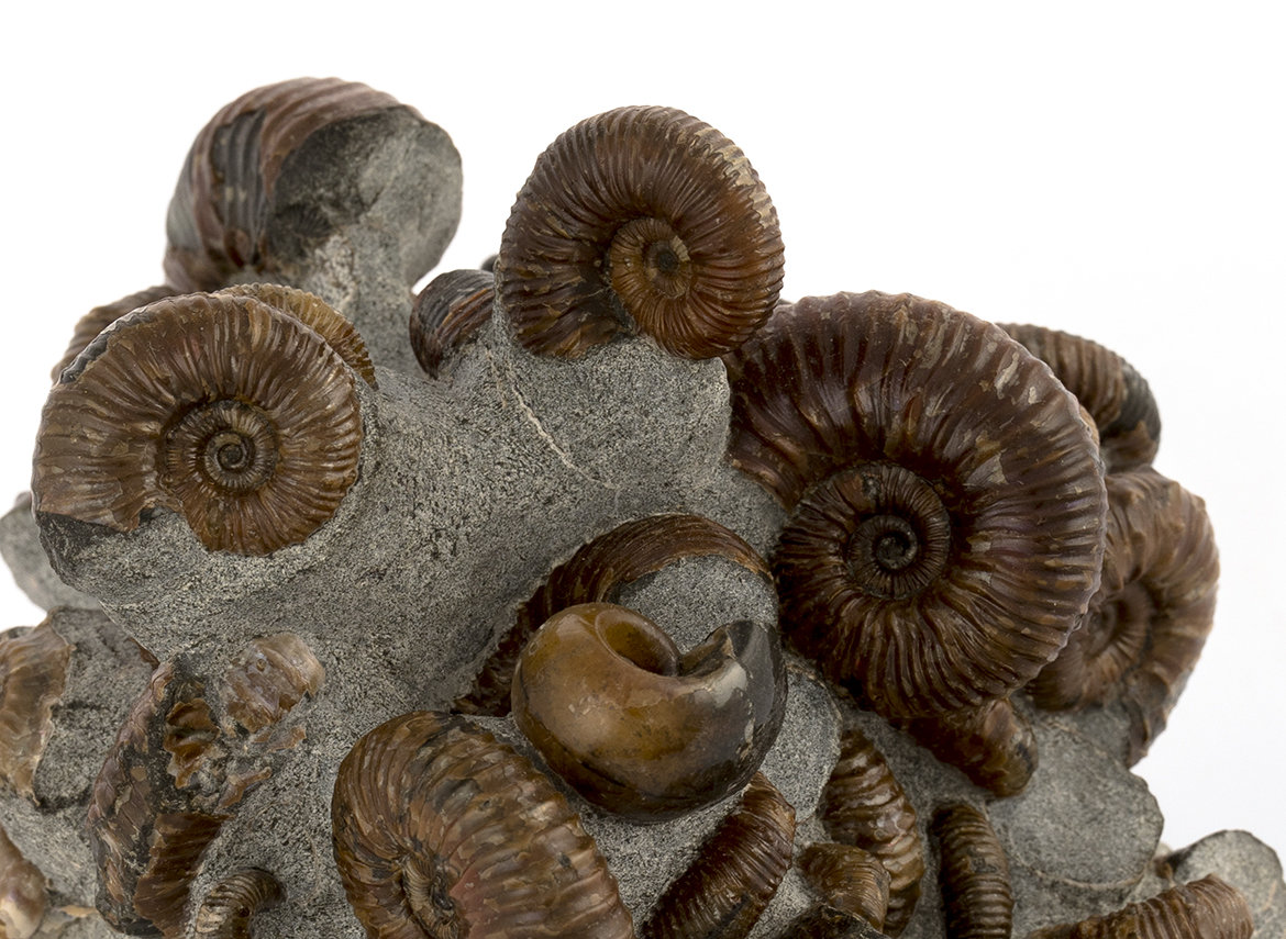 Decorative fossil # 30994, stone, ammonite
