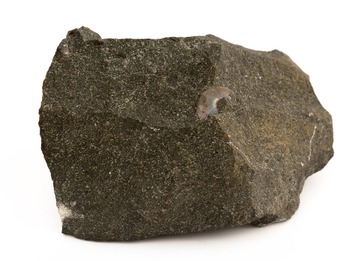 Decorative fossil # 31128, stone, ammonite