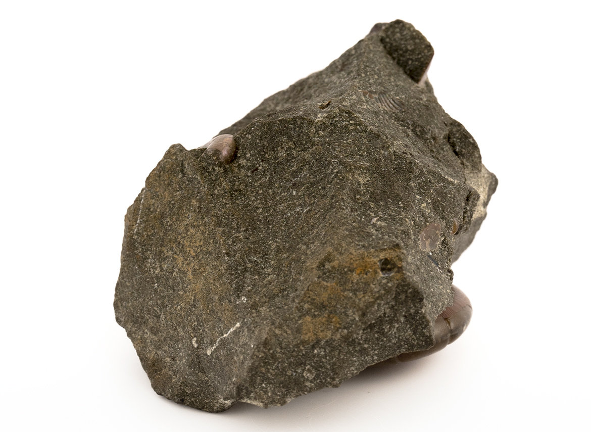 Декоративная окаменелость # 31128, камень, аммонит