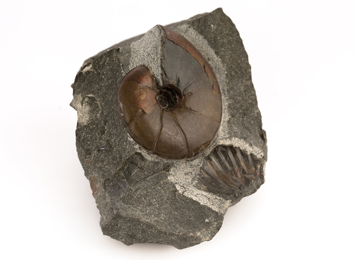 Decorative fossil # 31128, stone, ammonite