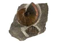 Декоративная окаменелость # 31128 камень аммонит