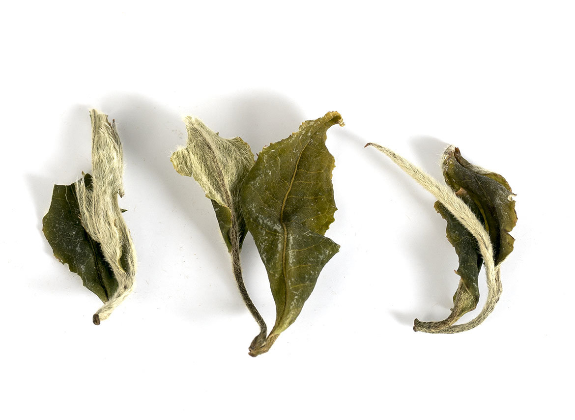 Gaba White Tea from the alpine gardens of Yongde County
