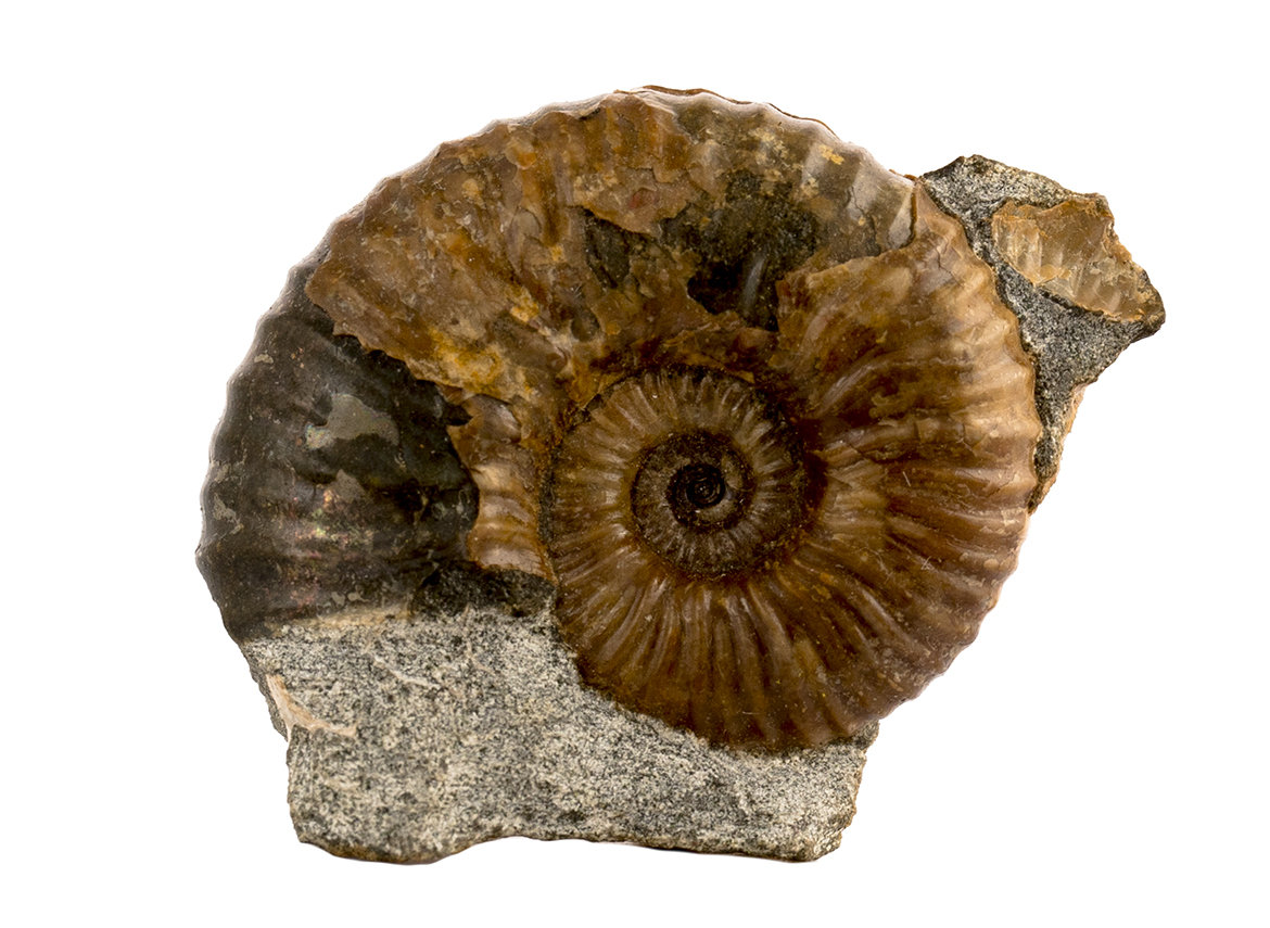 Decorative fossil # 36964, stone, ammonite