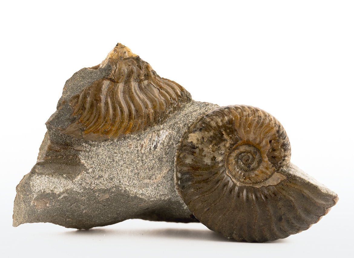 Decorative fossil # 36968, stone, ammonite