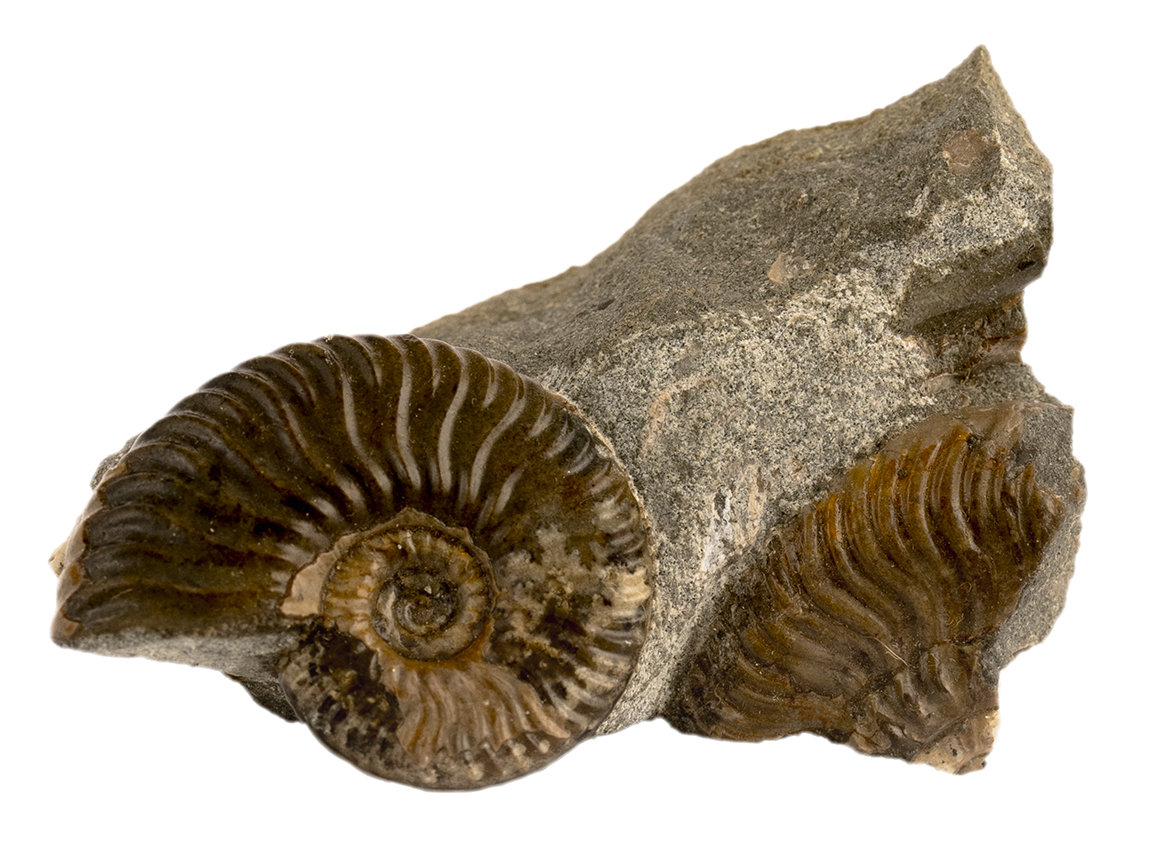 Decorative fossil # 36968, stone, ammonite