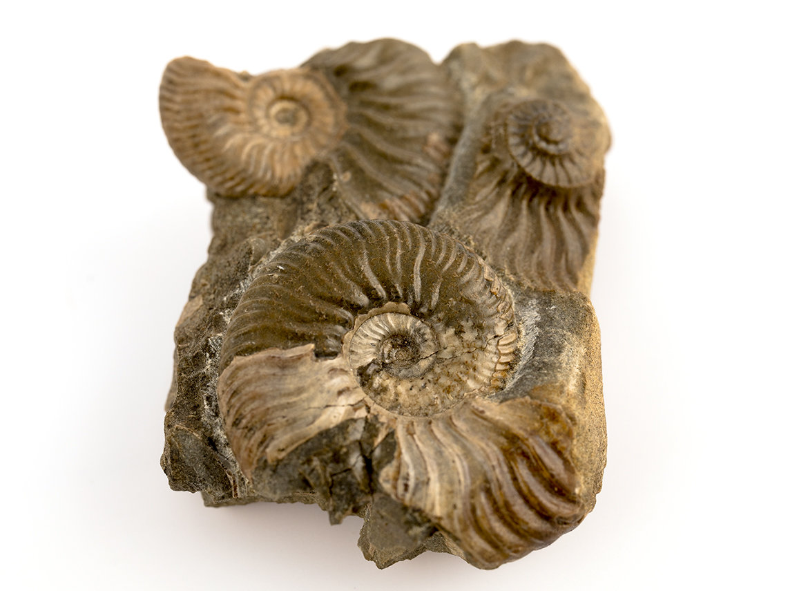 Decorative fossil # 36970, stone, ammonite