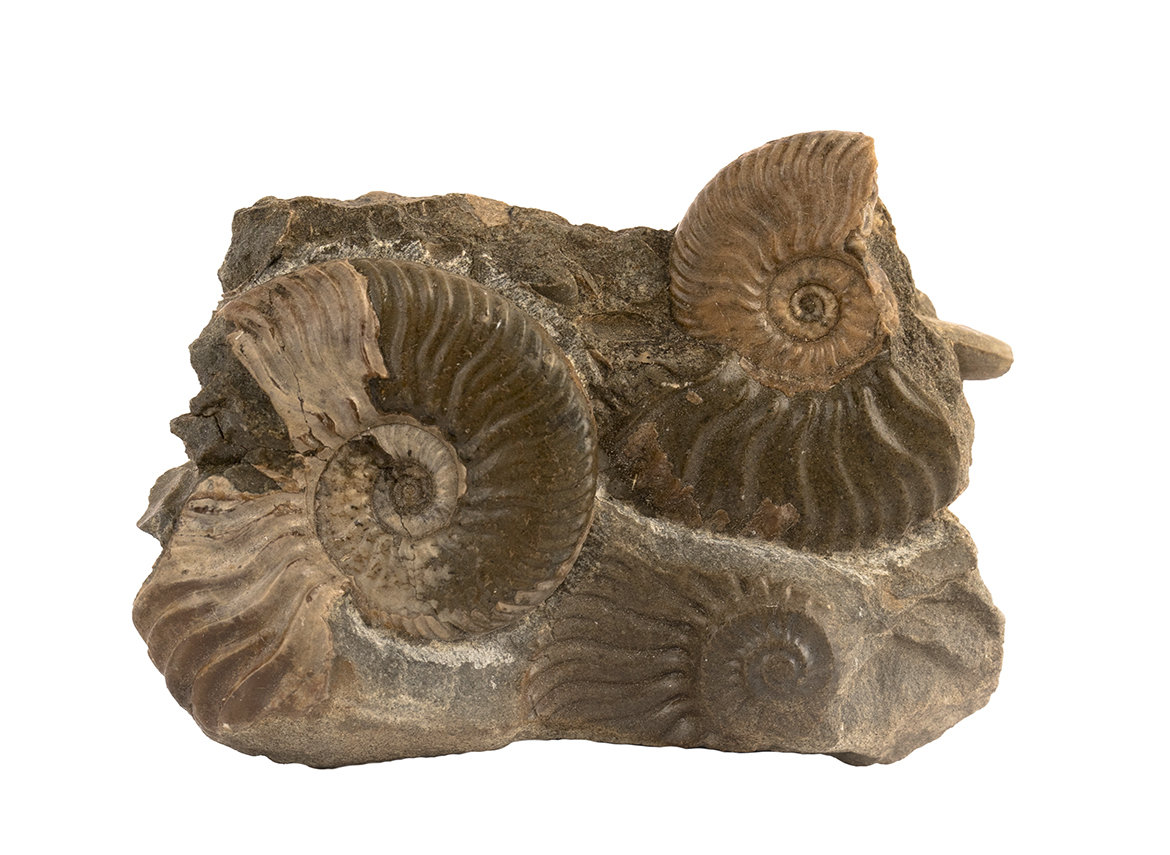 Decorative fossil # 36970, stone, ammonite
