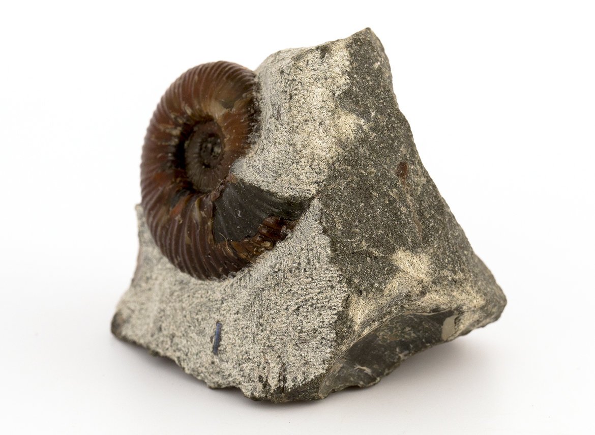 Decorative fossil # 36972, stone, ammonite