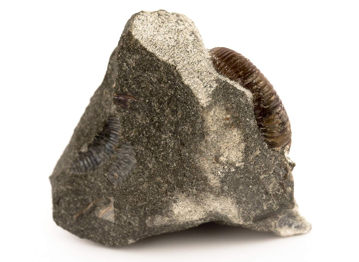 Декоративная окаменелость # 36972, камень, аммонит