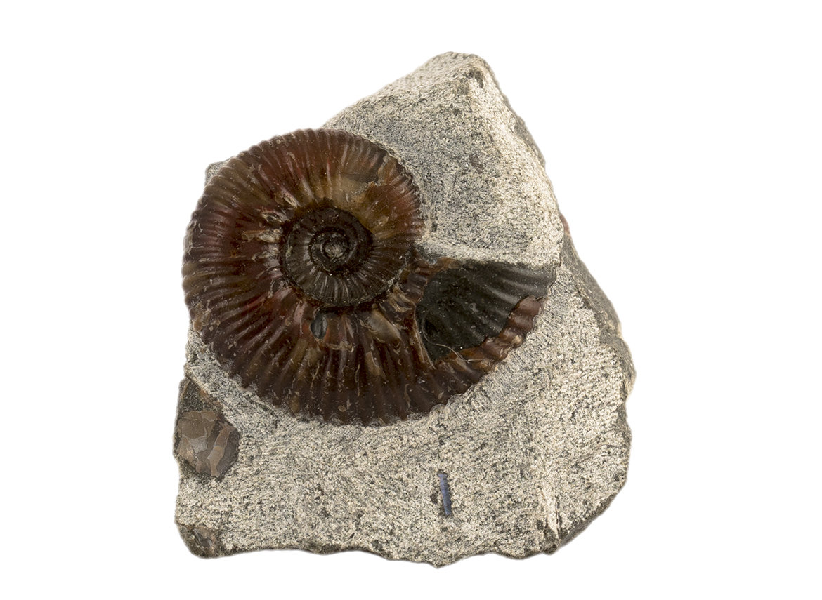 Decorative fossil # 36972, stone, ammonite