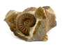 Декоративная окаменелость # 36973, камень, аммонит