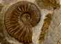 Decorative fossil # 36973, stone, ammonite