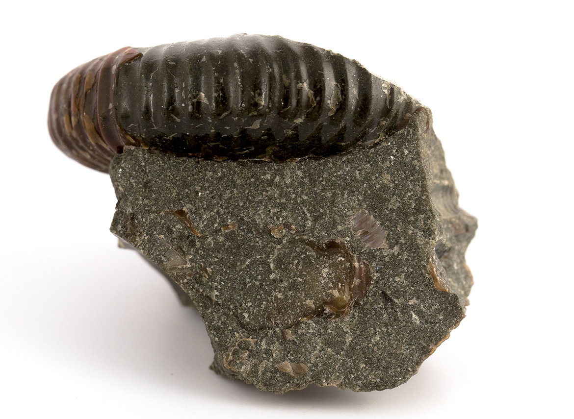 Decorative fossil # 36974, stone, ammonite