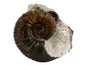 Decorative fossil # 36974, stone, ammonite