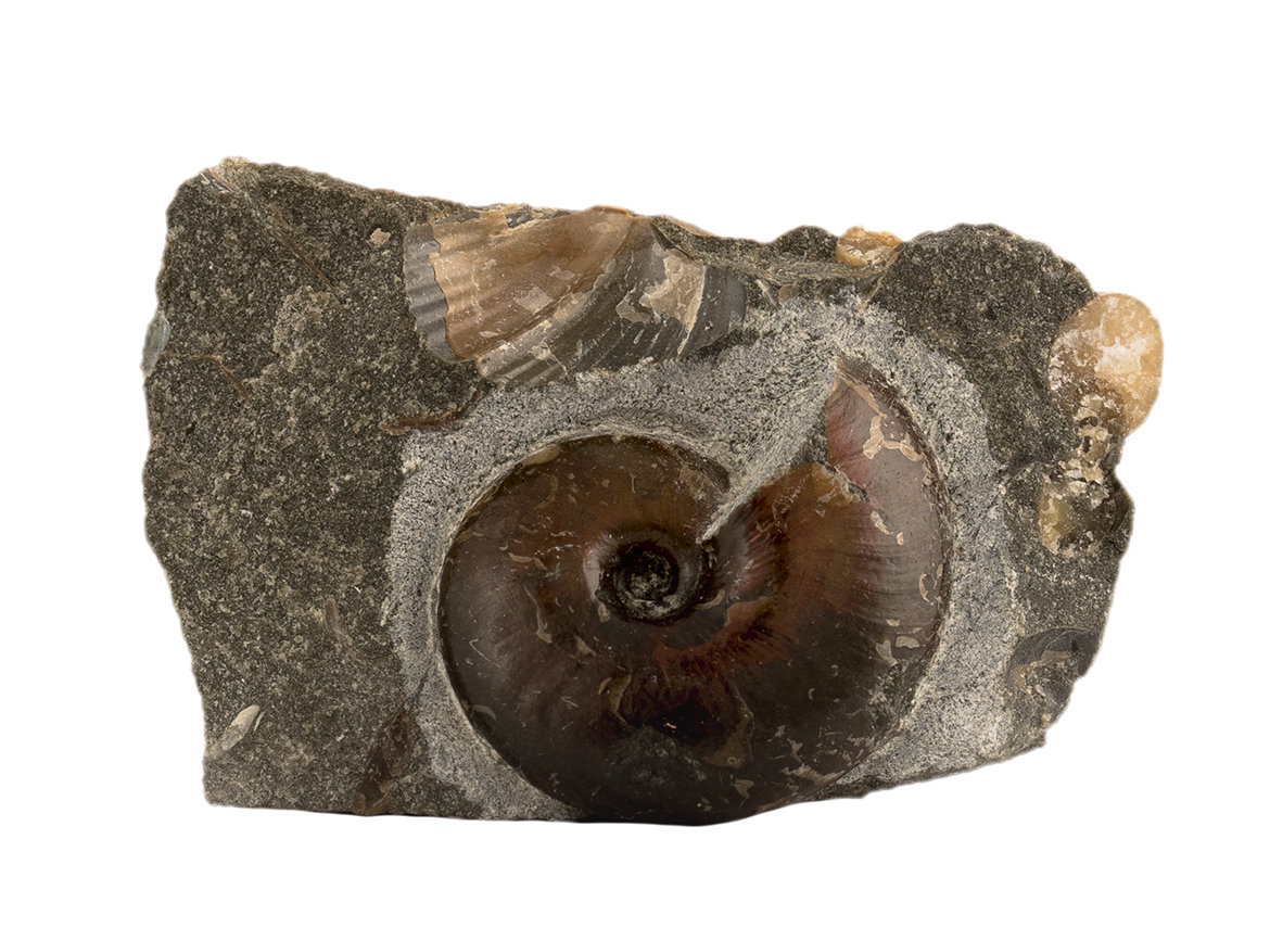 Decorative fossil # 36975, stone, ammonite