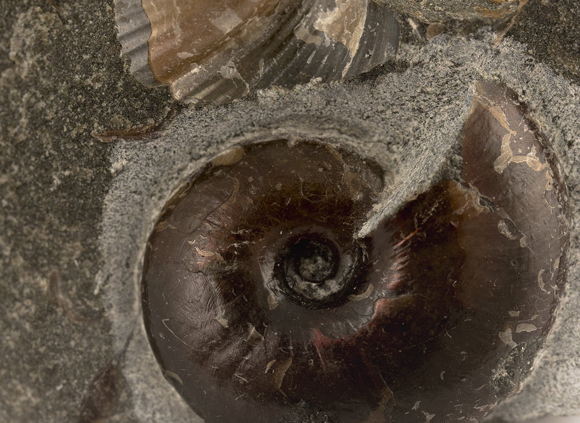 Decorative fossil # 36975, stone, ammonite