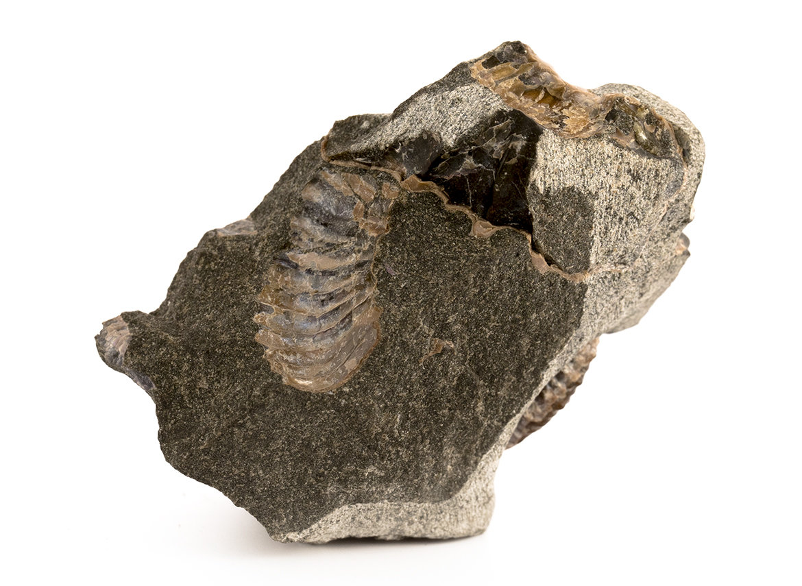 Decorative fossil # 36977, stone, ammonite
