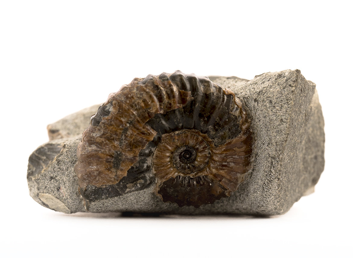 Decorative fossil # 36977, stone, ammonite