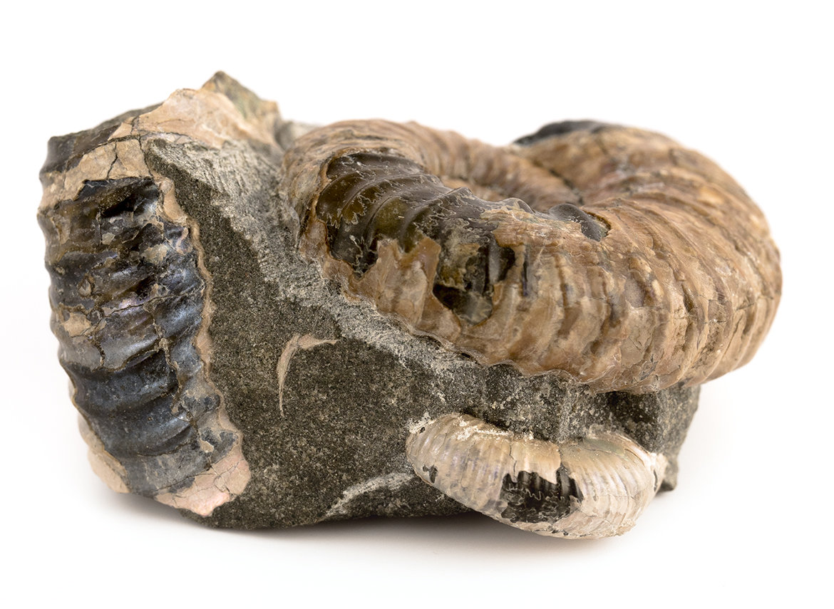 Decorative fossil # 36979, stone, ammonite