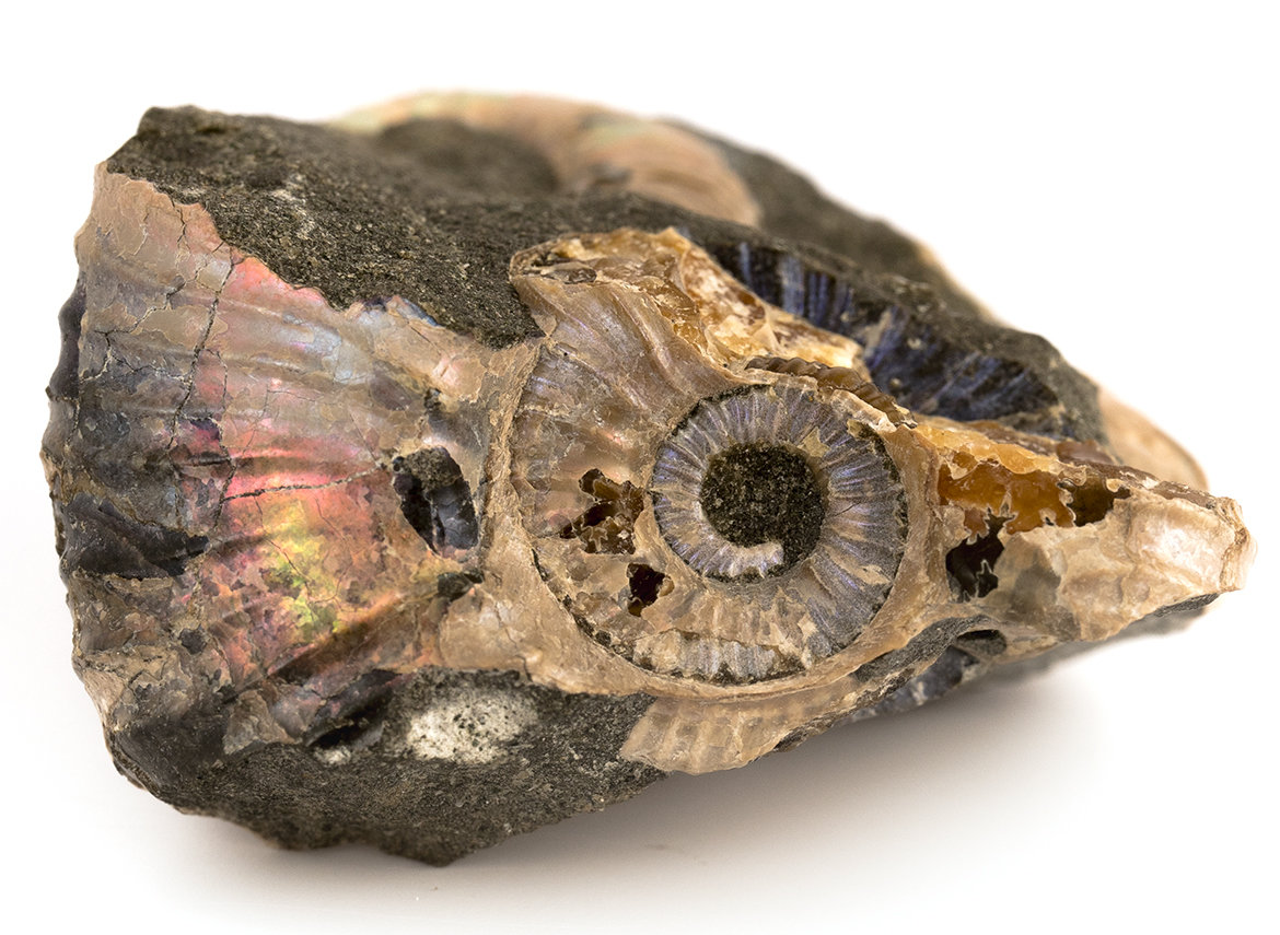 Decorative fossil # 36979, stone, ammonite