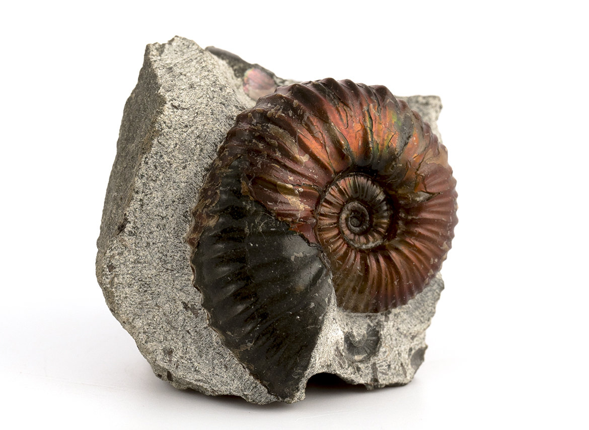 Decorative fossil # 36980, stone, ammonite
