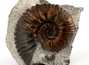 Decorative fossil # 36980, stone, ammonite