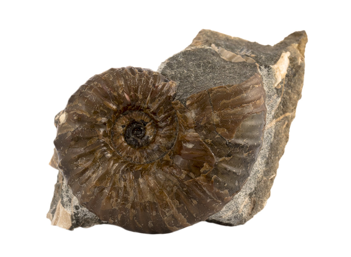 Decorative fossil # 36981, stone, ammonite