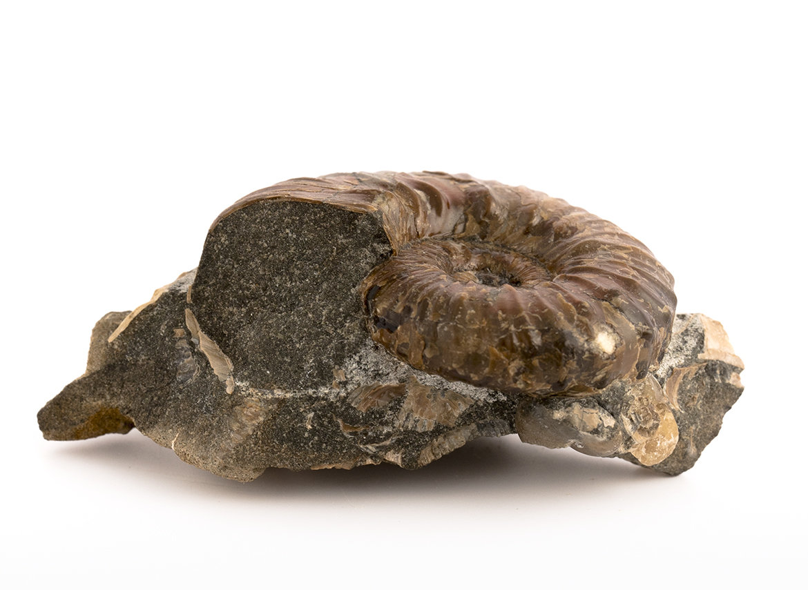Decorative fossil # 36981, stone, ammonite