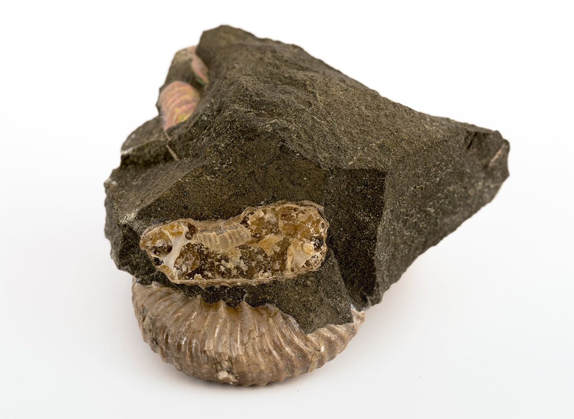 Decorative fossil # 36983, stone, ammonite