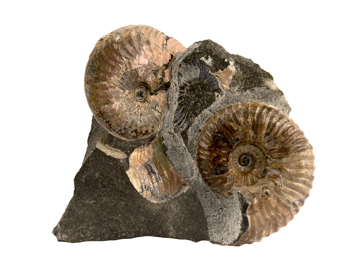 Decorative fossil # 36983, stone, ammonite