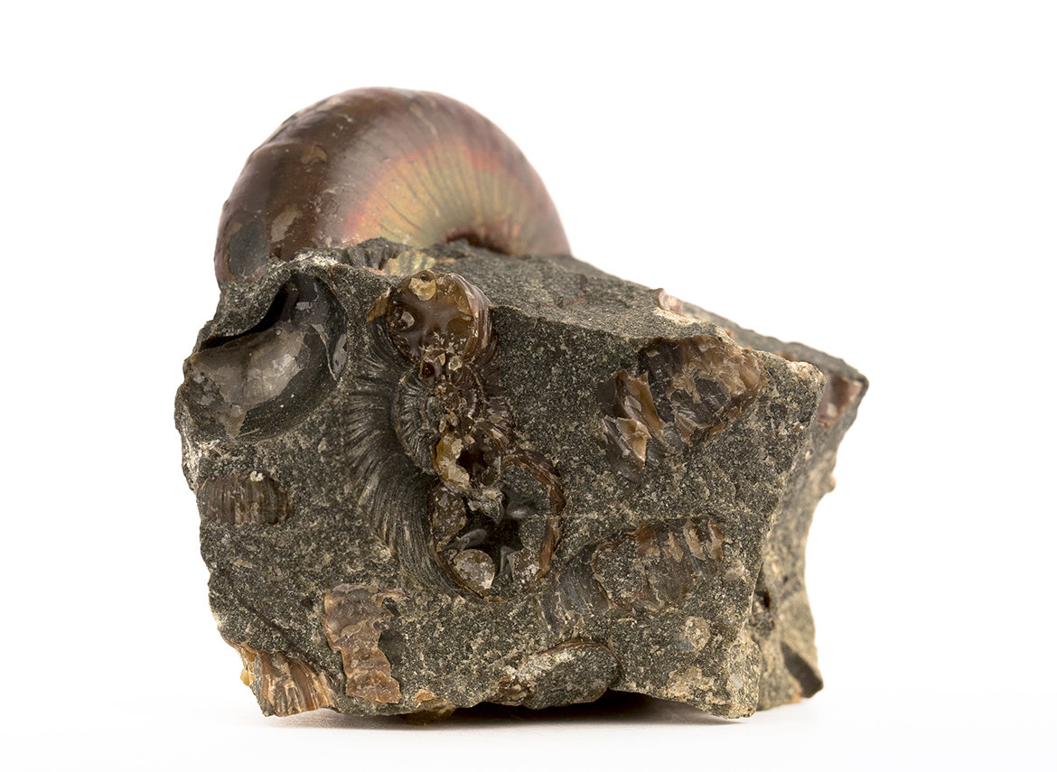 Decorative fossil # 36984, stone, ammonite