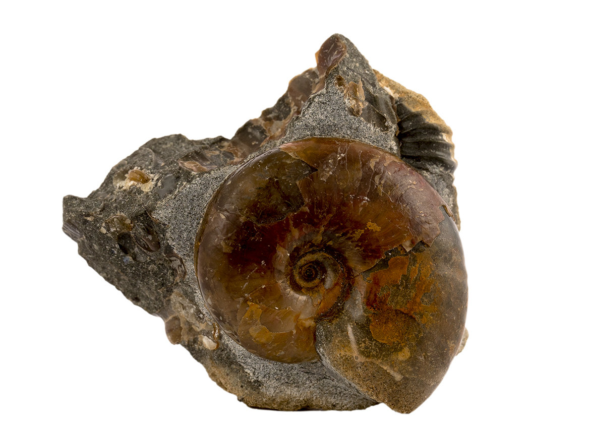 Decorative fossil # 36985, stone, ammonite